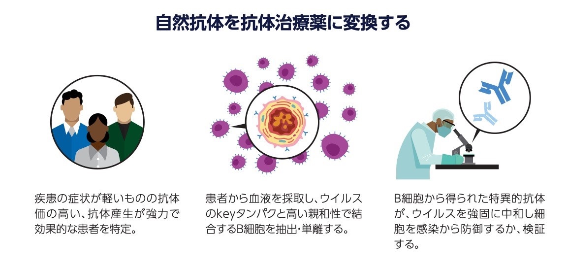 は と 中 抗体 和