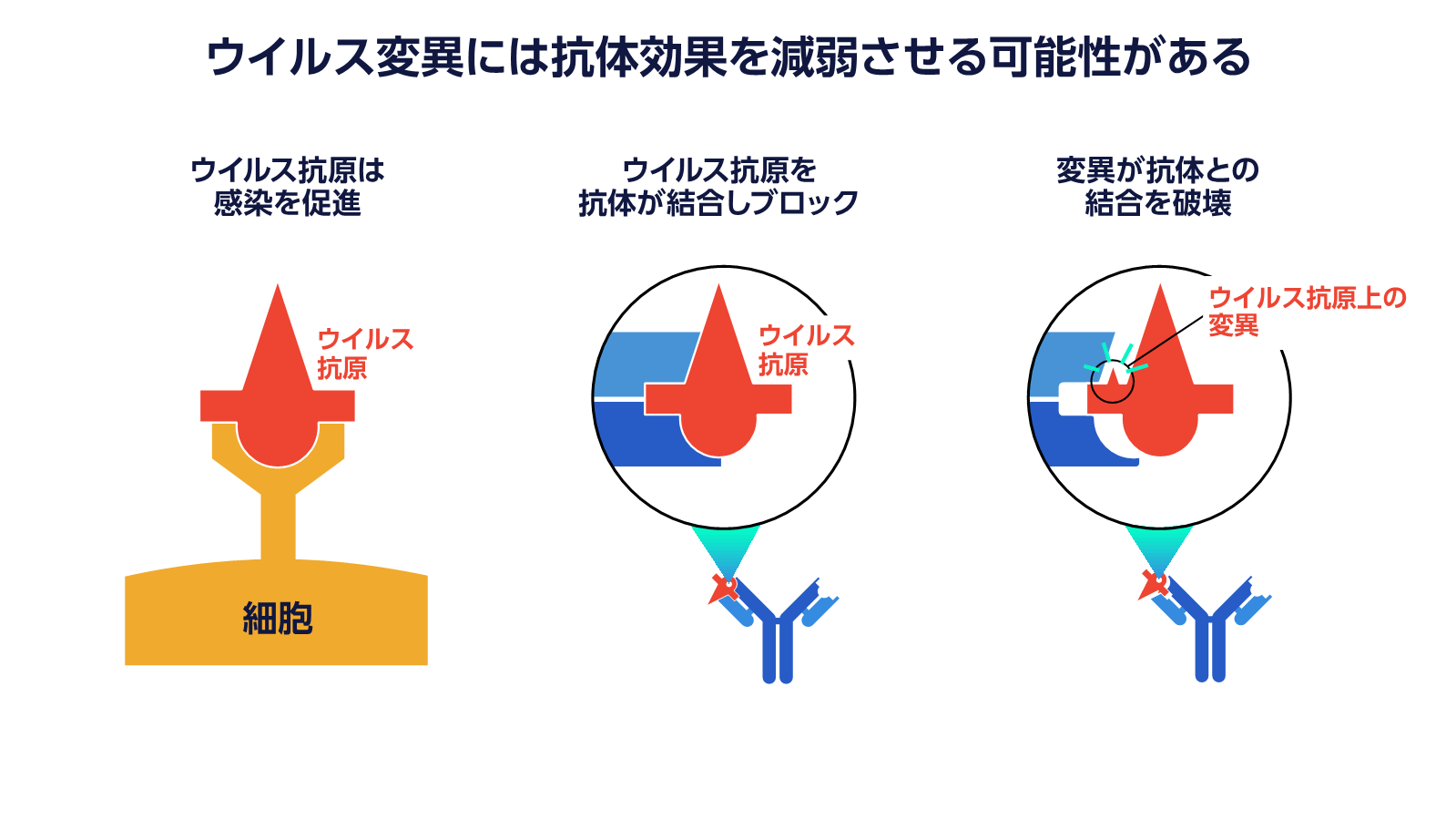 抗体について知っておくべき10のこと 後編 6 10項目