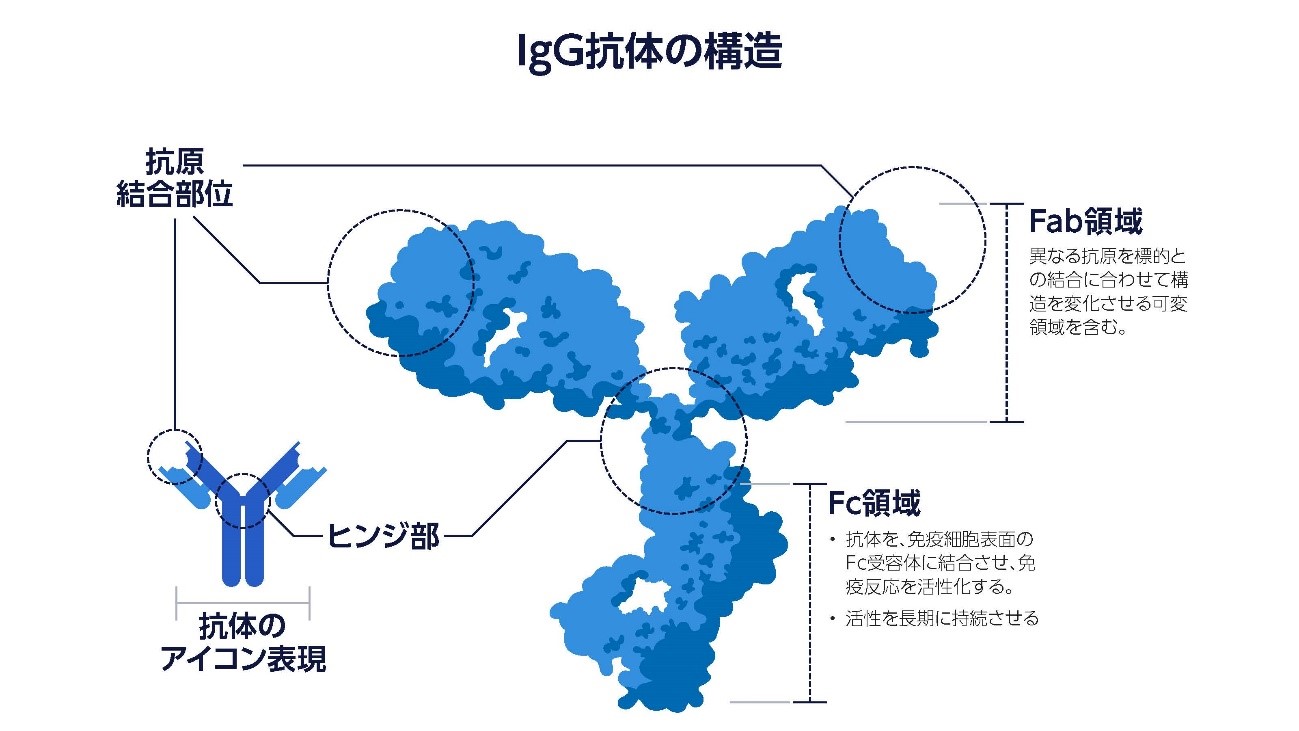 抗体について知っておくべき10のこと 前編 1 5項目