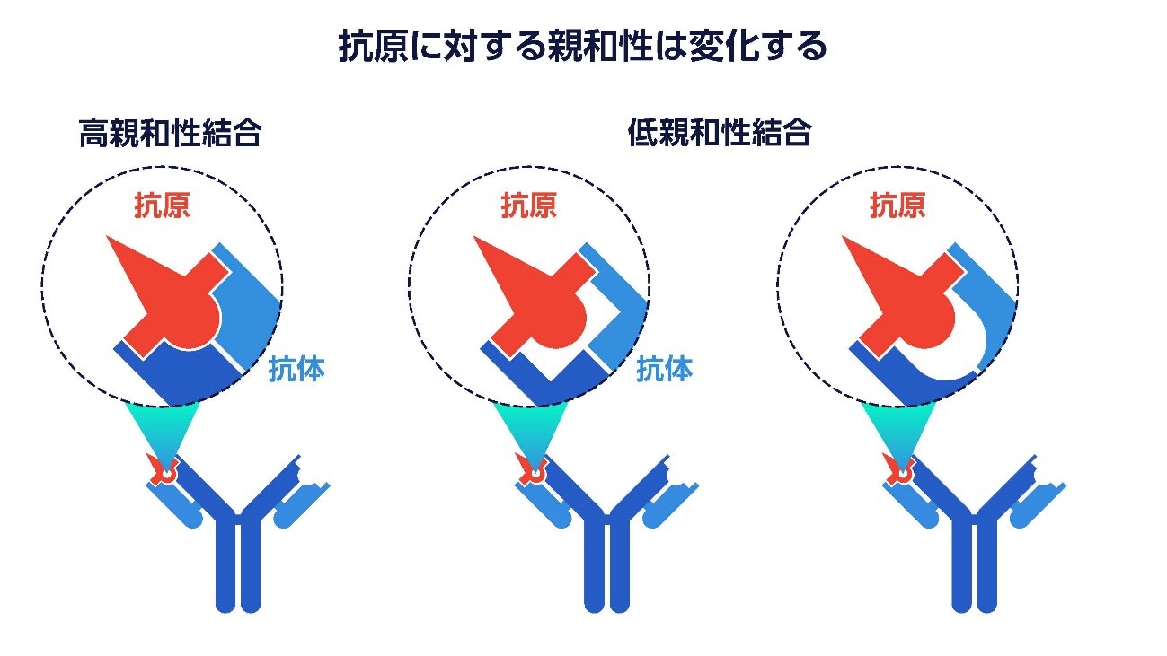 抗体
