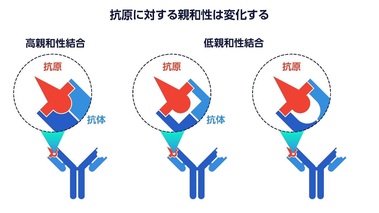 同種 抗体 と は