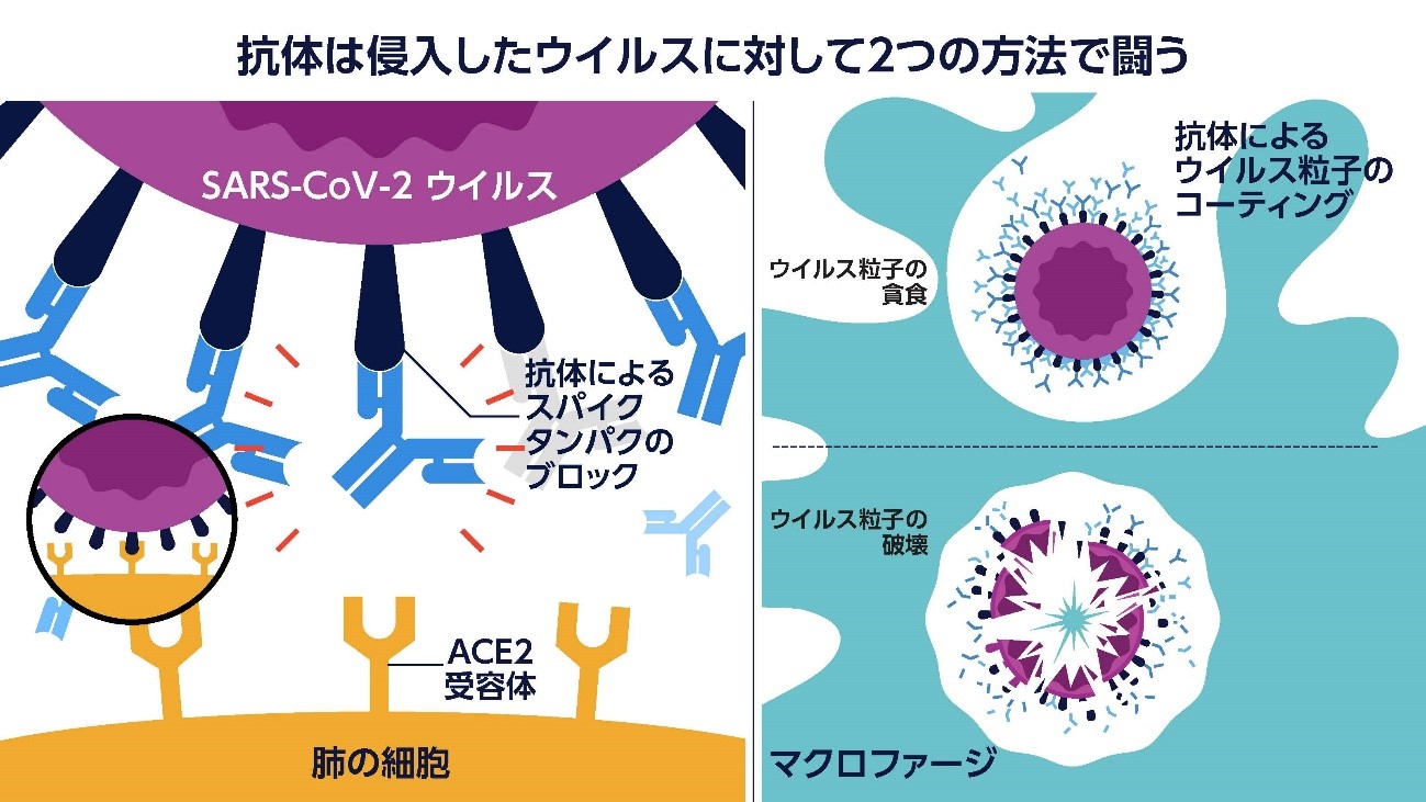 抗体と抗原の結合 – 抗原抗体反応 図 | 抗体とは:抗原・エピトープ・抗体 – KRCTV